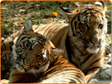 India Wildlife Tour, Adventure Tour Packages Rajasthan India